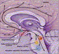 picture of brain