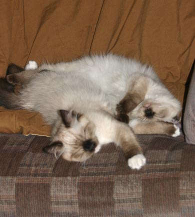kitties