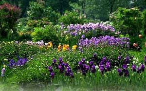 Ruisseau Fleuri. This picture has been provided by the Montreal Botanical Gardens.