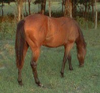 Diamond-rear yearling
