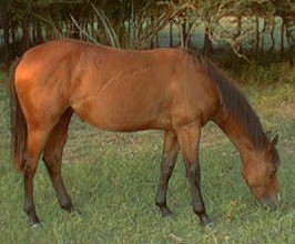 Diamond-right side yearling