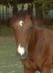 Diamond head yearling
