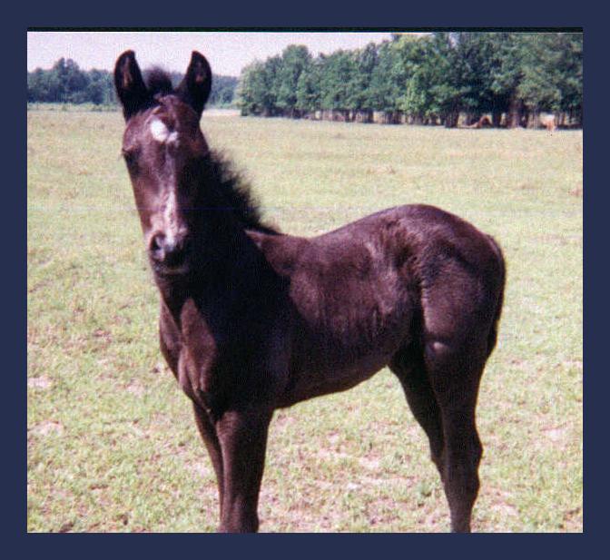 The Darling of the pasture in 98
