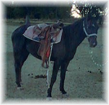 Zorro Under saddle, more pics coming soon!