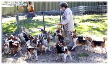 Marion - the leader of the Pack!&nbsp; These are some of my dogs eager for a free run in the back yard