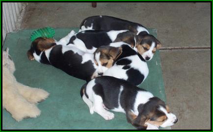 Tassel / Angus babies - Photo taken 10th January 2005