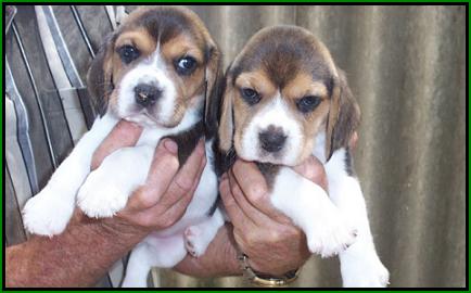 Annies Babies - Photo taken 27th January, 2005