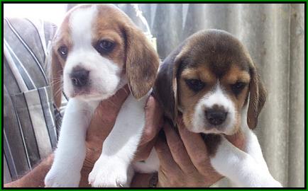 Annies x Humpty's puppies Jan 2005 - Aged 6 weeks
