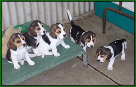 Tassell / Angus Babies - Photo taken January 2005