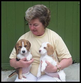 Gighas puppies 2003.&nbsp; Tan & White and Tricolour.&nbsp;&nbsp;&nbsp; We have kept Sligrachan Tiara (Tricolour) and she is being shown.&nbsp; Father is Aust CH Sligrachan Cruachan