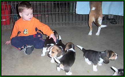 This is my grandson Caleb with some of our beagle babies - June 2004