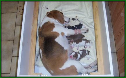 Aura with Pups - photo taken December 31st, 2002