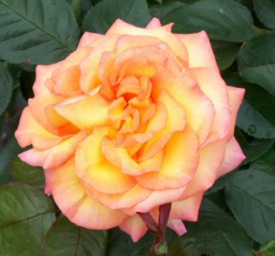 Hampton Rose