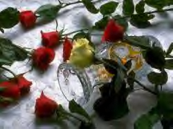 Scattered Roses