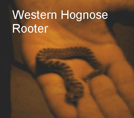 rooter2