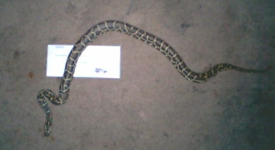 Meausring Shy using Snake Measurer software
