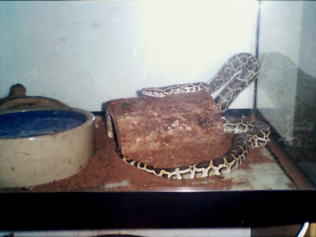 Shy's cage