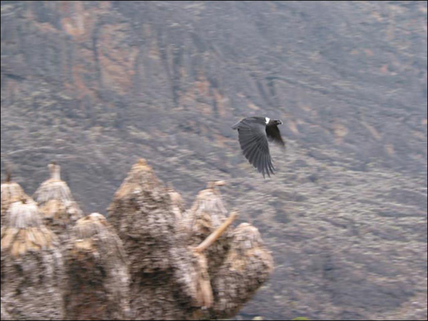 crazy flying crow