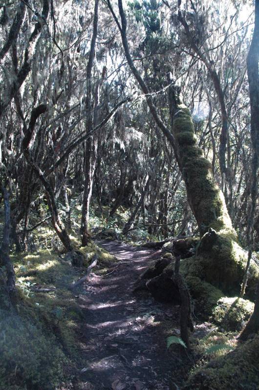 path of lime green trees