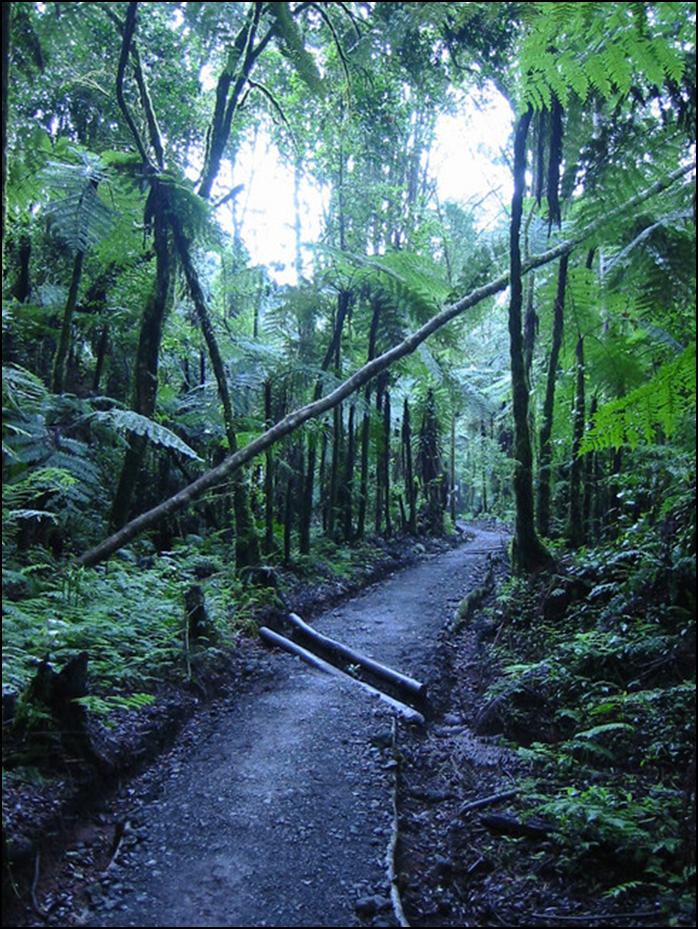 jungle surrounding base of Kilimanjaro