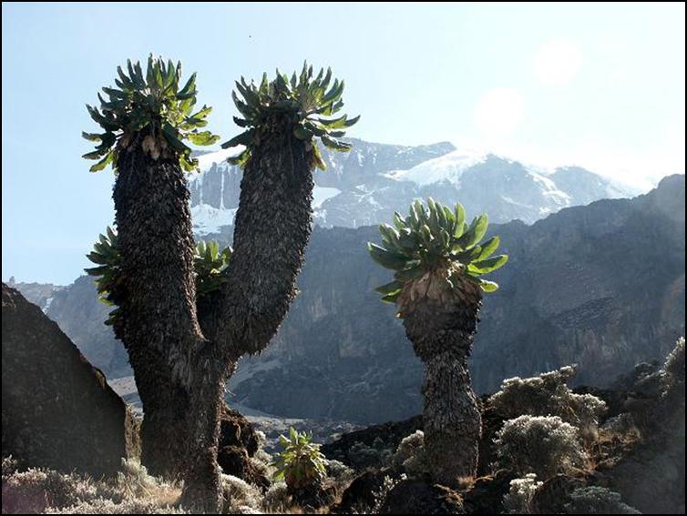 trees on kilimanjaro with the mountain in the background
