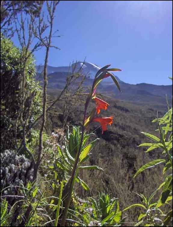 red flowers with Kili in background