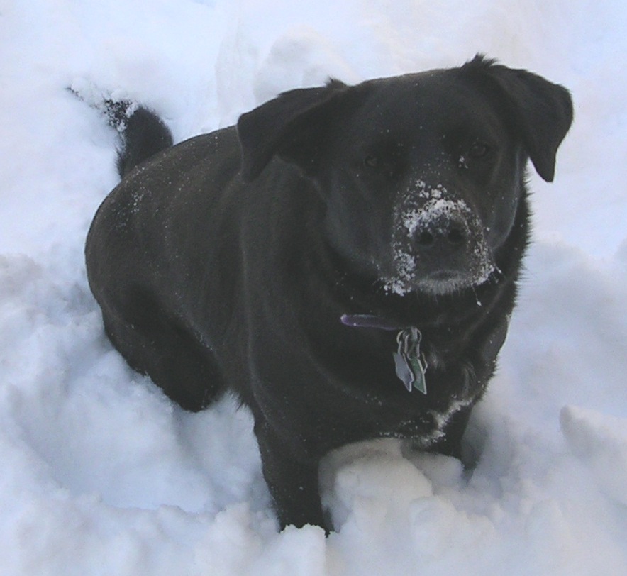 pepper in the snow