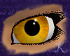 Amber Eyes F