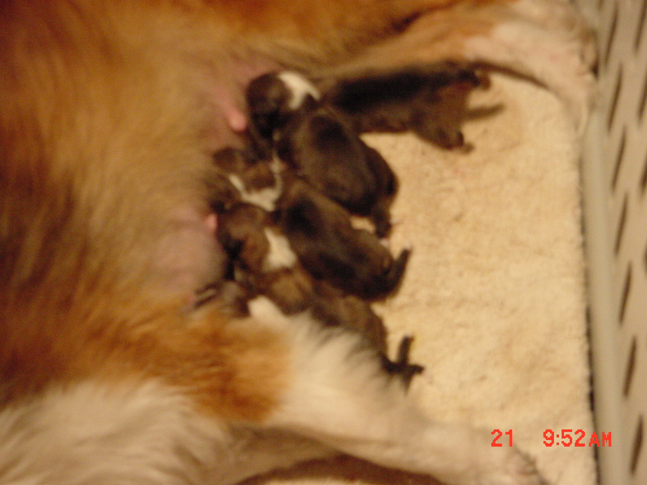 hope puppies