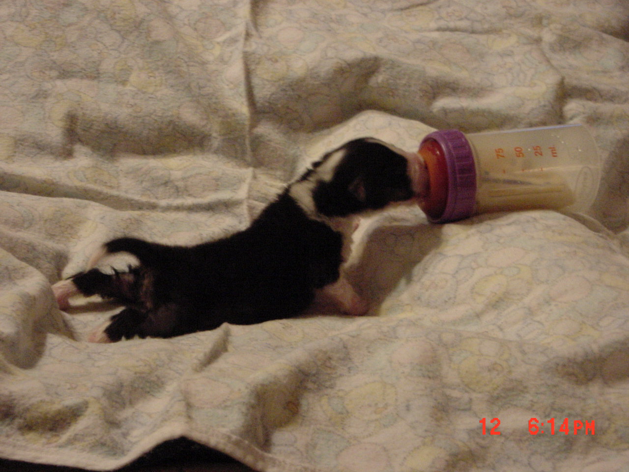 laurel1week