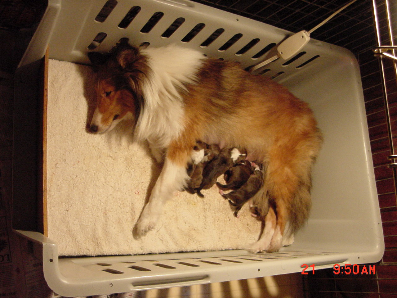 puppies