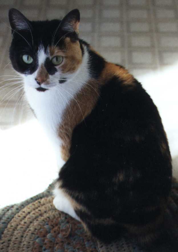 Jellybean.jpg (29198 bytes)