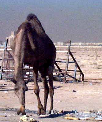 Arabic for camel: "jamal".&nbsp; This one's a bull.