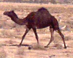 Click here for the camel page.