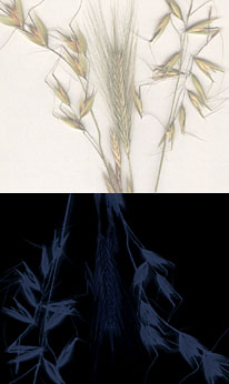 Seasons.jpg (16148 Byte)