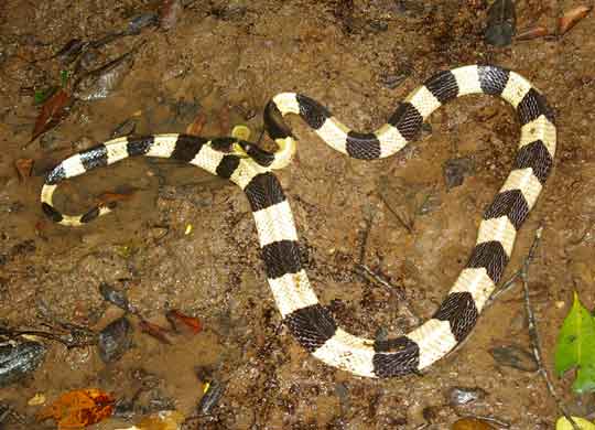 Banded Krait (Bungarus fasciatus)