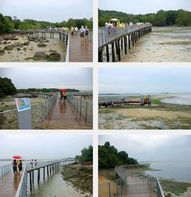 Chek Jawa Boardwalk, Pulau Ubin, Singapore