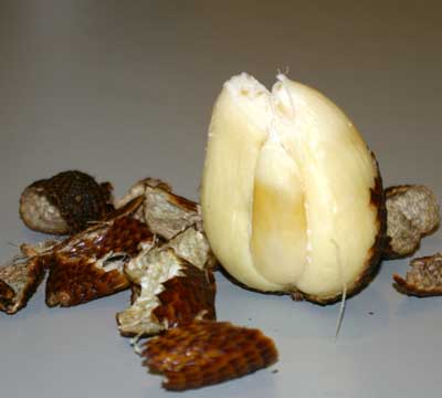 Salak Pondoh