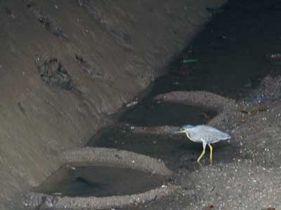 Little Heron in Rochor Canal