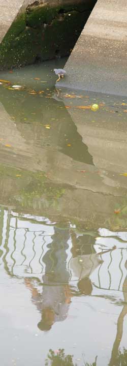 Little Heron in Rochor Canal