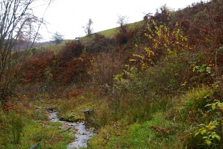 Stream in the Vienna Woods