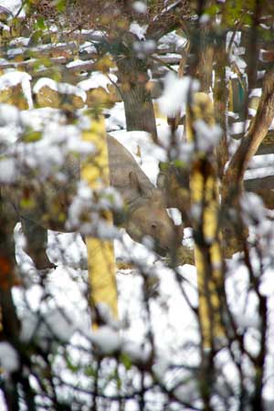 Rhino gazing in the snow