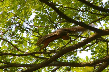 Plantain Squirrel (Callosciurus notatus)