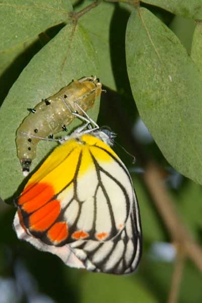 Painted Jezebel (Delias hyparete)