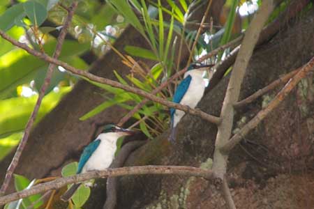 Collared Kingfishers (Halcyon chloris)