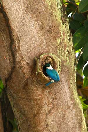 Collared Kingfisher (Halcyon chloris)