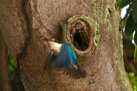 Collared Kingfisher (Halcyon chloris)
