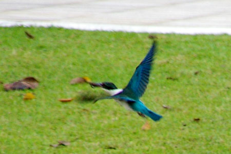 Collared Kingfisher (Halcyon chloris)
