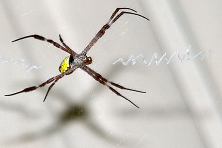 St Andrew's Cross Spider (Argiope sp.)