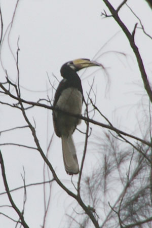 Southern Oriental Pied Hornbill (Anthracoceros albirostris convexus)
